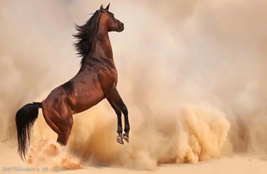 75703d711ff64f588f21318ff93718fb.png image.png