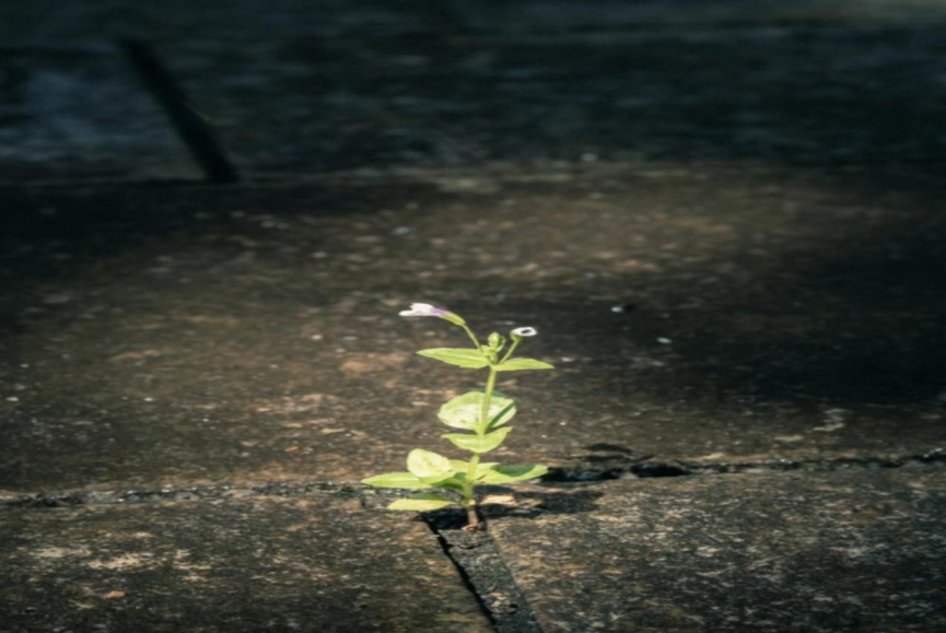 Image1_2.png