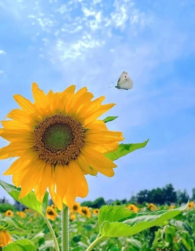 e3620ab9d4324dccaaaa7d36ee2bf8ce.png 图片8.png